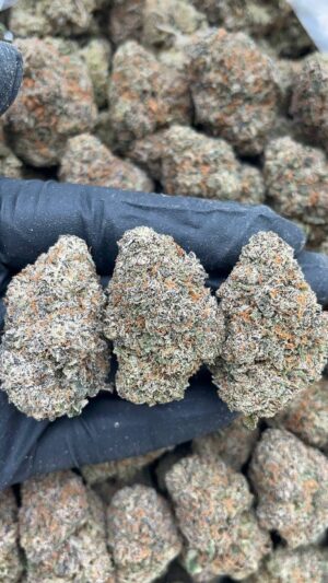 Cherry Gorilla